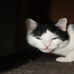 Mister Sniffers